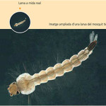 Larva mosquit tigre