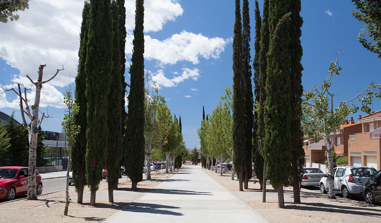 Full de ruta - Arbres moribunds del passeig