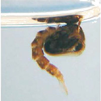 Pupa del mosquit tigre